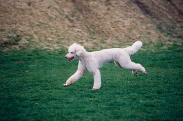 A standard poodle running through a green field