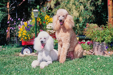 A pair of standard poodles sitting in grass with a colorful garden behind them