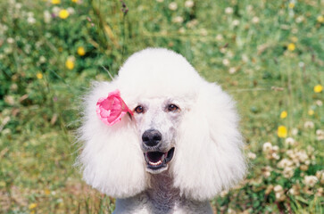 Close-up of a standard poodle with a pink flower tucked behind its ear