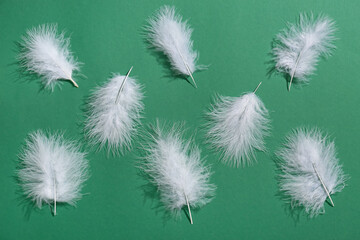 Many white feathers on green background