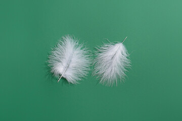 White feathers on green background