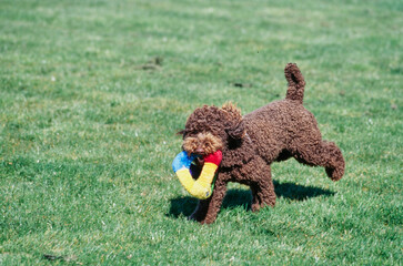 A standard poodle running through a green field with a toy in its mouth
