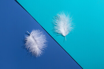 Two white feathers on blue background
