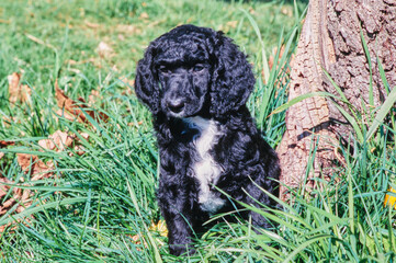 A standard poodle puppy in tall grass at the base of a tree