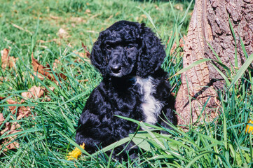 Fototapeta premium A standard poodle puppy in tall grass at the base of a tree