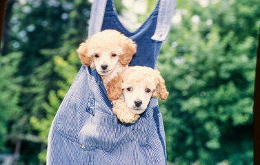 A pair of standard poodle puppies in a pair of overalls