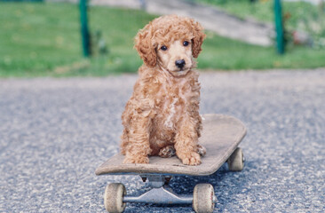 A standard poodle puppy on a skateboard
