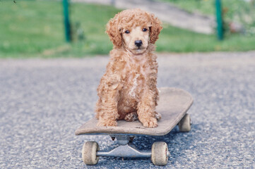 A standard poodle puppy on a skateboard