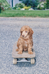 A standard poodle puppy on a skateboard