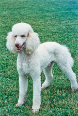 A standard poodle standing on a green lawn