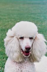 Close-up of a standard poodle with a green lawn in the background