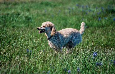 Naklejka premium A standard poodle running through a field of grass and yellow and purple wildflowers