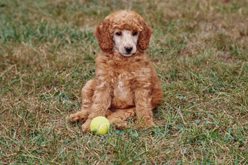 A standard poodle puppy sitting in grass with a tennis ball