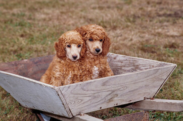 A pair of standard poodle puppies sitting in a wooden tray