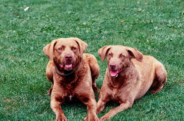 A pair of Chesapeake Bay Retrievers laying on green grass