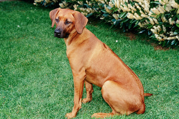 A Rhodesian Ridgeback dog sitting in green grass