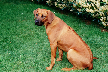 A Rhodesian Ridgeback dog sitting in green grass