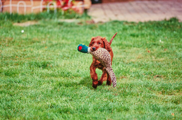 An Irish setter puppy with a stuffed toy in its mouth walking through green grass