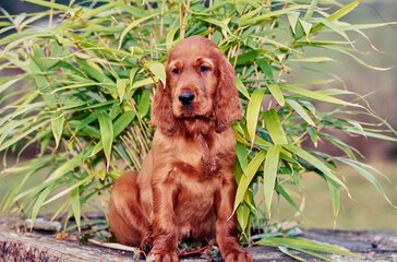 An Irish setter puppy sitting on a tree stump with greenery behind it