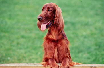 An Irish setter resting its paws on a wooden rail with green grass in the background
