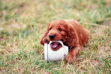An Irish setter puppy laying on grass and chewing on a coffee cup