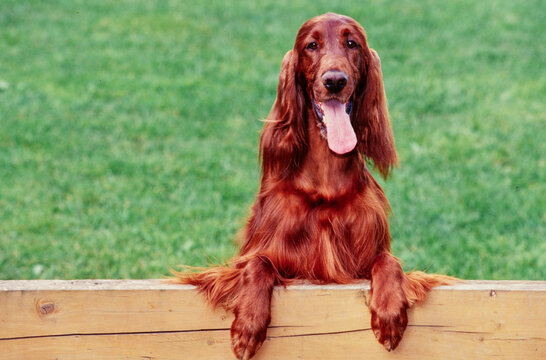 An Irish setter resting its paws on a wooden rail with green grass in the background - Powered by Adobe