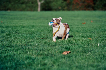 An English bulldog running through grass with a toy in its mouth