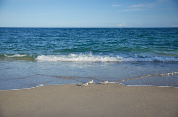 Fototapeta na wymiar Birds on Sand