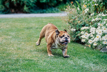 An English bulldog running through grass with white flower covered plant in the background