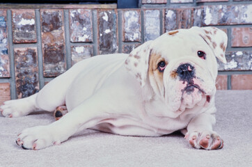 An English bulldog laying on white carpet