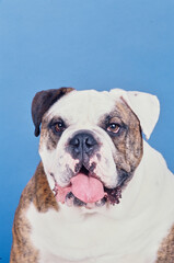 Obraz premium Close-up of an English bulldog on a blue background