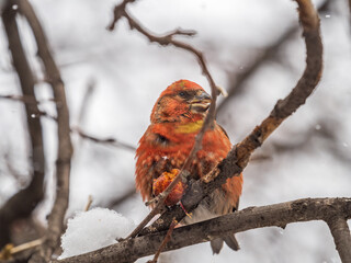 Red Crossbill male sitting on the tree branch and eats wild apple berries. Crossbill bird eats...