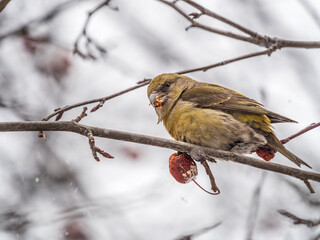 Red Crossbill female sitting on the tree branch and eats wild apple berries. Crossbill bird eats berries.