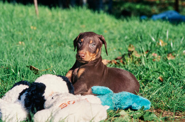A Doberman puppy laying in grass with stuffed toys