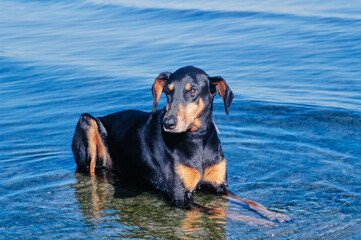 A Doberman laying in a shallow body of water