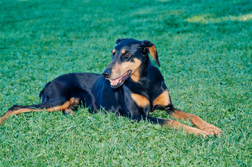 A Doberman laying in green grass