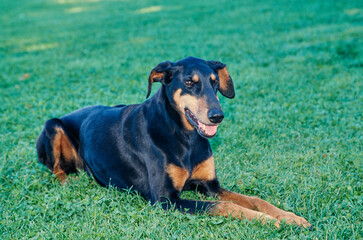 A Doberman laying in green grass