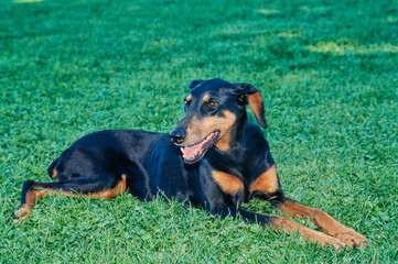 A Doberman laying in green grass