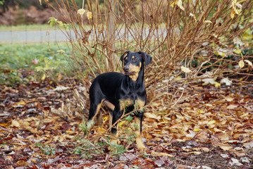 A Doberman in leaves standing over a stick