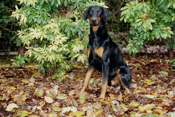 A Doberman sitting in leaves with green foliage behind