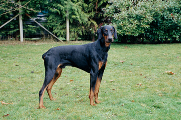 A Doberman standing on a grass lawn