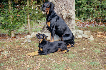 A Doberman and a puppy in front of a rock lined tree