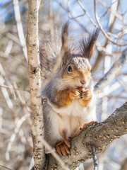 Fototapeta premium The squirrel with nut sits on tree in the winter or late autumn