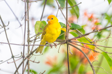 Beautiful yellow canary bird in nature