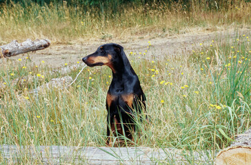 A Doberman sitting behind a log in tall grass with yellow wildflowers