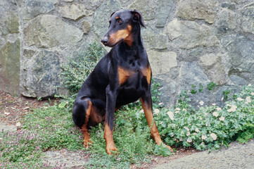 A Doberman sitting in front of a rock wall next to white flowers