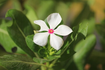 Obraz na płótnie Canvas white color flower of a plant close up