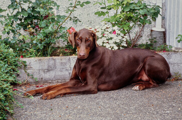 A Doberman laying in front of a flower bed