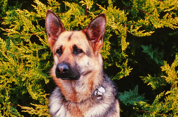 A close-up of a German shepherd
