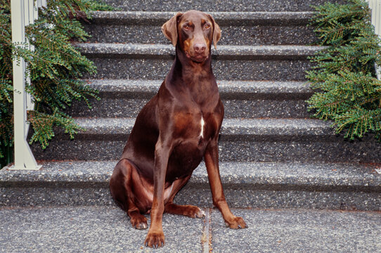 A Doberman sitting at the bottom of greenery lined stairs
